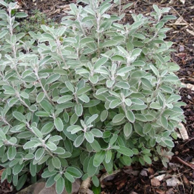 Senecio cineraria 'Drysdale' – Hamvaska