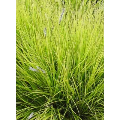 Sesleria autumnalis – Nyúlfarkfű