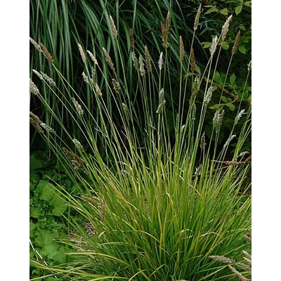 Sesleria argentea – Ezüstös nyúlfarkfű