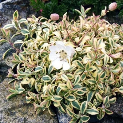 Silene 'Druett's Variegated' – Habszegfű