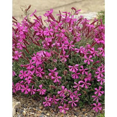 Silene schafta 'Rose' – Őszi habszegfű