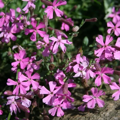 Silene schafta 'Splendens' – Őszi habszegfű