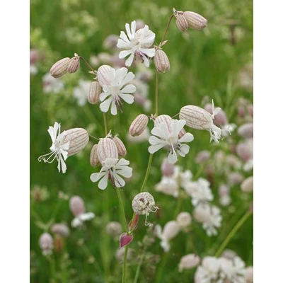 Silene vulgaris – Hólyagos habszegfű