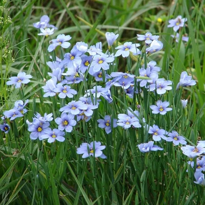 Sisyrinchium angustifolium 'Blue-Eyed Grass' – Keskenylevelű sásbokor