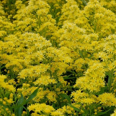 Solidago 'Ledsham' – Aranyvessző