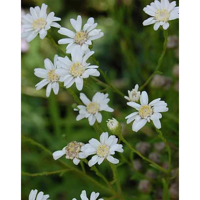 Solidago (Aster) ptarmicoides – Hegyvidéki őszirózsa