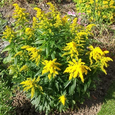 Solidago 'Golden Dwarf' – Aranyvessző