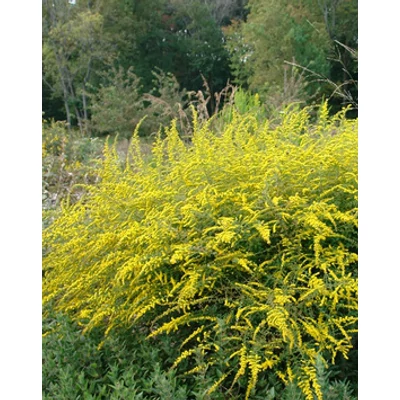 Solidago rugosa 'Fireworks' - Aranyvessző