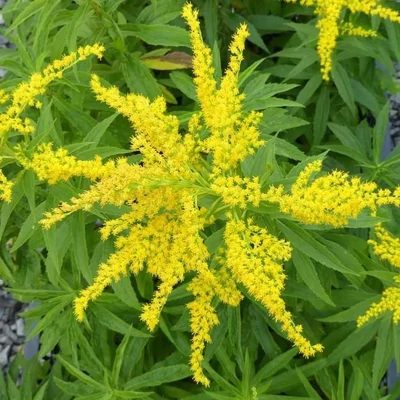 Solidago 'Strahlenkrone' – Aranyvessző