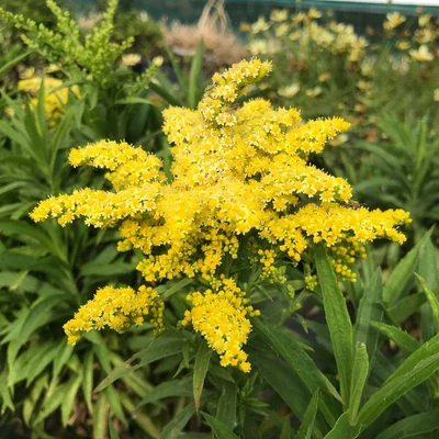 Solidago 'Sweety' – Aranyvessző