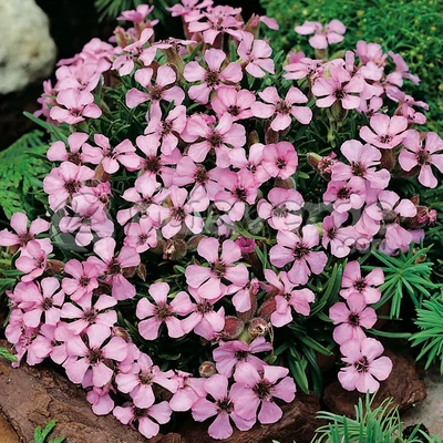 Saponaria x olivana – Halvány szappanfű