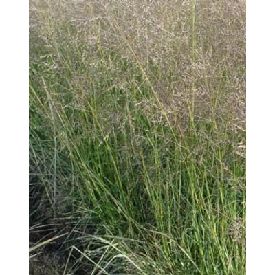 Sporobolus airoides 'JS Delicatesse' – Alkali özönfű