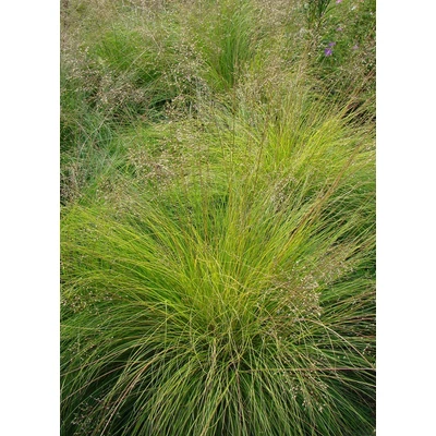 Sporobolus heterolepis 'Cloud' - Özönfű