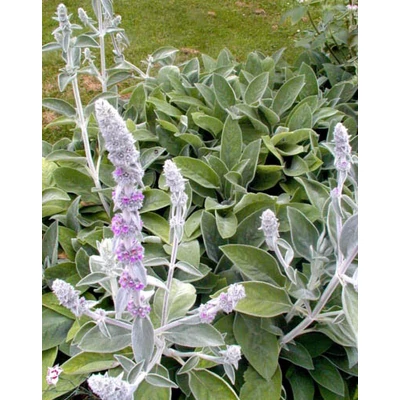 Stachys byzantina 'Big Ears' – Gyapjas tisztesfű