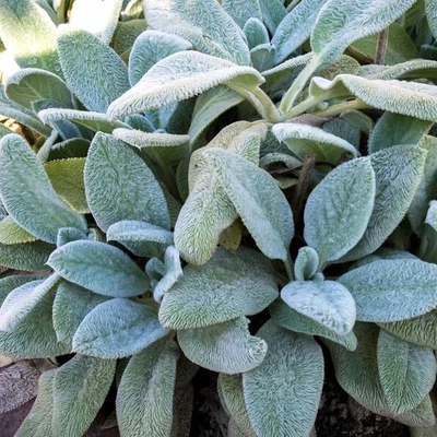 Stachys byzantina 'Silky Fleece' – Gyapjas tisztesfű