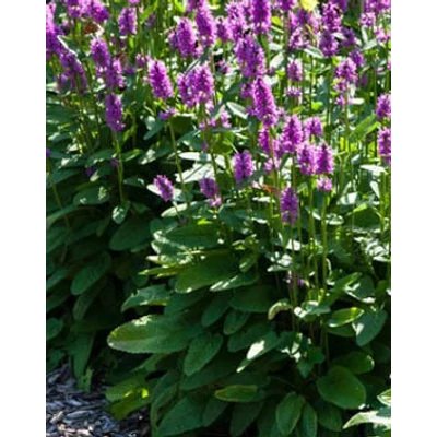 Betonica hirsuta 'Hummelo' (syn.: Stachys monieri) - Nagyvirágú tisztesfű