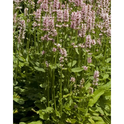 Betonica hirsuta 'Rosea' (syn.: Stachys monieri) - Nagyvirágú tisztesfű