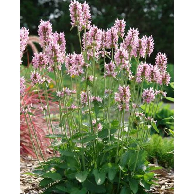 Stachys officinalis 'Pink Cotton Candy' – Orvosi tisztesfű