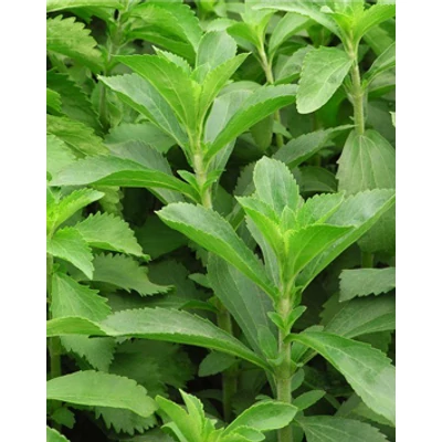 Stevia rebaudiana (Édesfű)