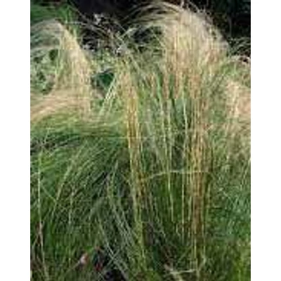 Stipa capillata – Kunkorgó árvalányhaj (hámfű)