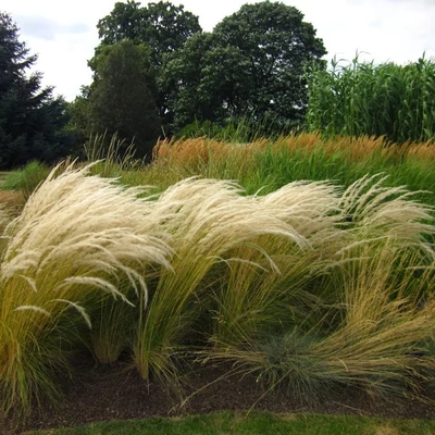 Stipa ichu – Árvalányhaj