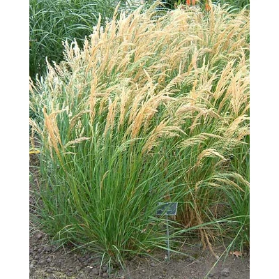Stipa splendens – Magas árvalányhaj