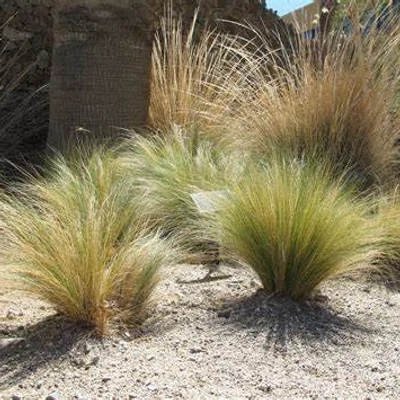 Stipa tenuissima – Mexikói árvalányhaj