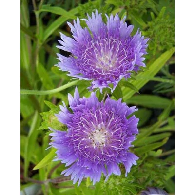 Stokesia laevis 'Blue Star' – Olajbóbita, Stokes-búzavirág