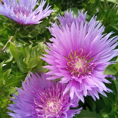Stokesia 'Mels Blue'® – Olajbóbita
