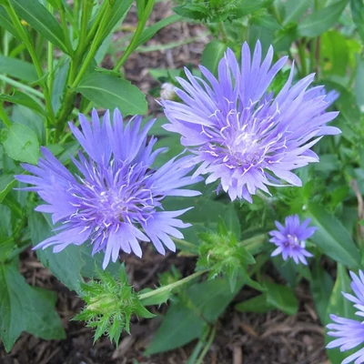Stokesia 'Mels Blue XXL'® – Olajbóbita