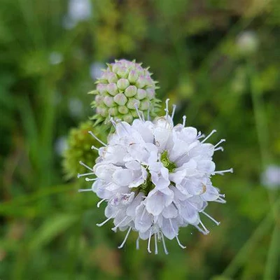 Succisella inflexa 'Frosted Pearls'