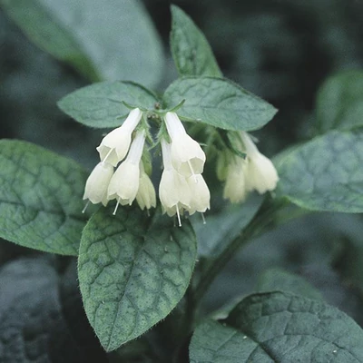 Symphytum grandiflorum – Nagyvirágú nadálytő