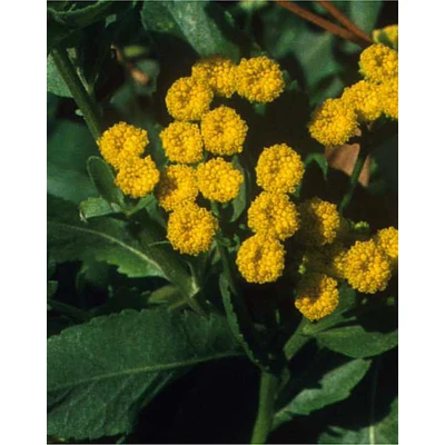 Tanacetum balsamita – Boldogasszony tenyere
