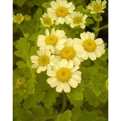 Tanacetum parthenium 'Aureum' – Őszi margitvirág