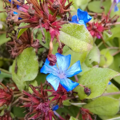 Ceratostigma plumbaginoides - Tarackoló kékgyökér