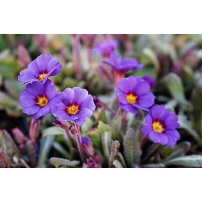 Primula veris 'Goldnugget Blue' - Tavaszi kankalin