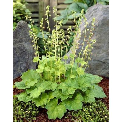 Tellima grandiflora – Csészerojt