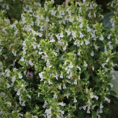 Teucrium chamaedrys 'Album' – Sarlós gamandor