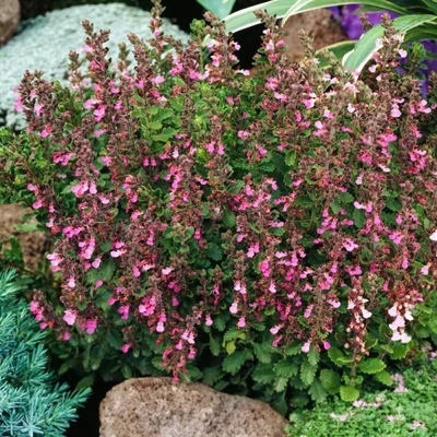 Teucrium x lucidrys – Hibrid gamandor