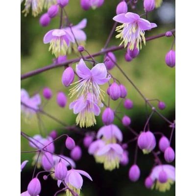 Thalictrum delavayi – Szárnyastermésű borkóró