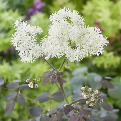 Thalictrum petaloideum 'Ghent Ebony' – Borkóró