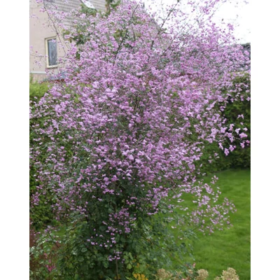 Thalictrum 'Splendide' – Szárnyastermésű borkóró