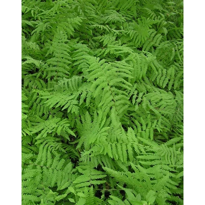 Thelypteris palustris – Tőzegpáfrány