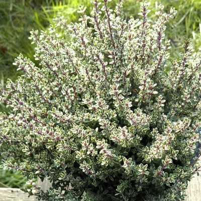 Thymus 'Silver Queen' – Kakukkfű