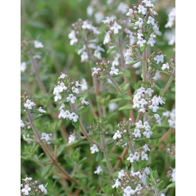 Thymus x citriodorus 'Fragrantissimus Orange' – Kakukkfű