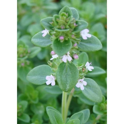 Thymus citriodorus (x) 'Lemon' - Citromillatú kakukkfű