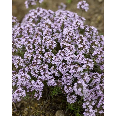 Thymus 'Duftkissen' – Kakukkfű