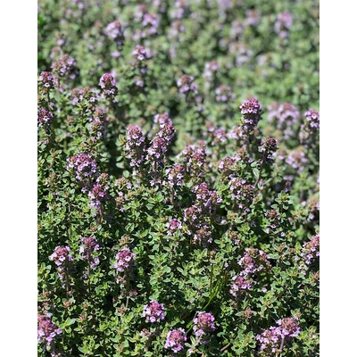 Thymus 'Hi Ho Silver' – Kakukkfű