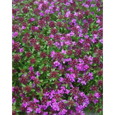 Thymus praecox 'Creeping Red' – Korai kakukkfű