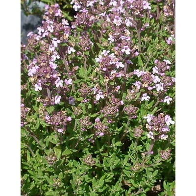 Thymus vulgaris 'Compactus' – Törpe kakukkfű
